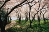 under the cherry blossoms.jpg